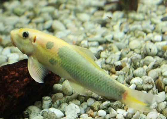 Рыбка Гиринохейлус - Gyrinocheilus aymonieri